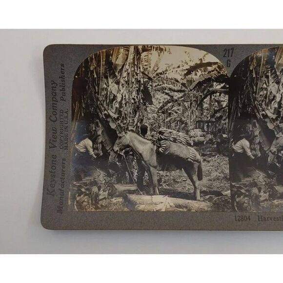 Keystone View card Harvesting Bananas In Costa Rica Photo Card - Picture 2 of 8